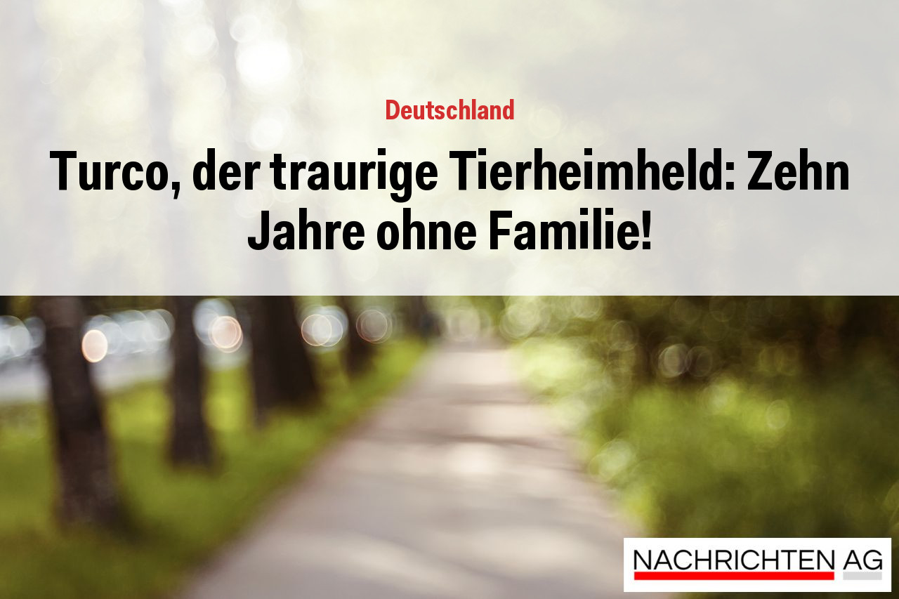 Turco, der traurige Tierheimheld: Zehn Jahre ohne Familie!