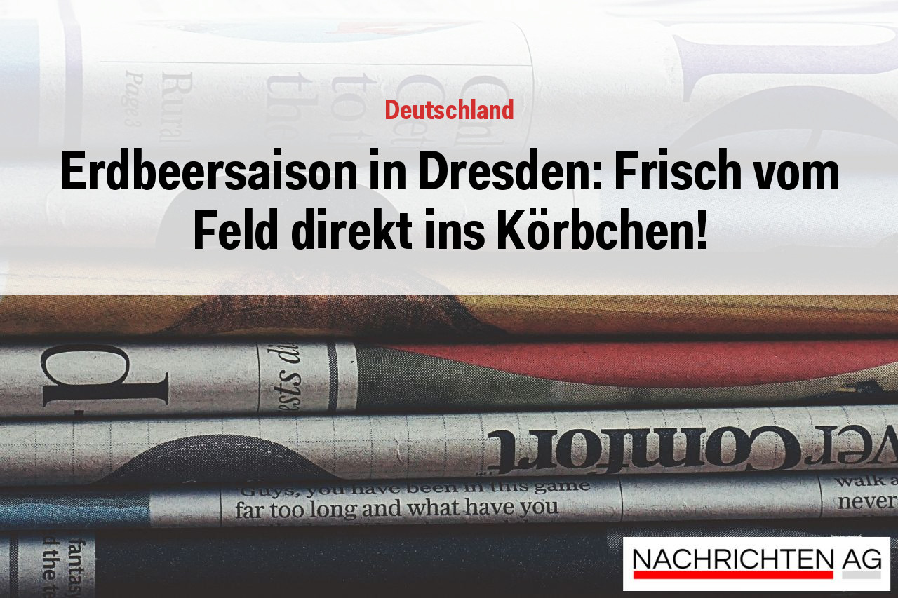 Erdbeersaison in Dresden: Frisch vom Feld direkt ins Körbchen!