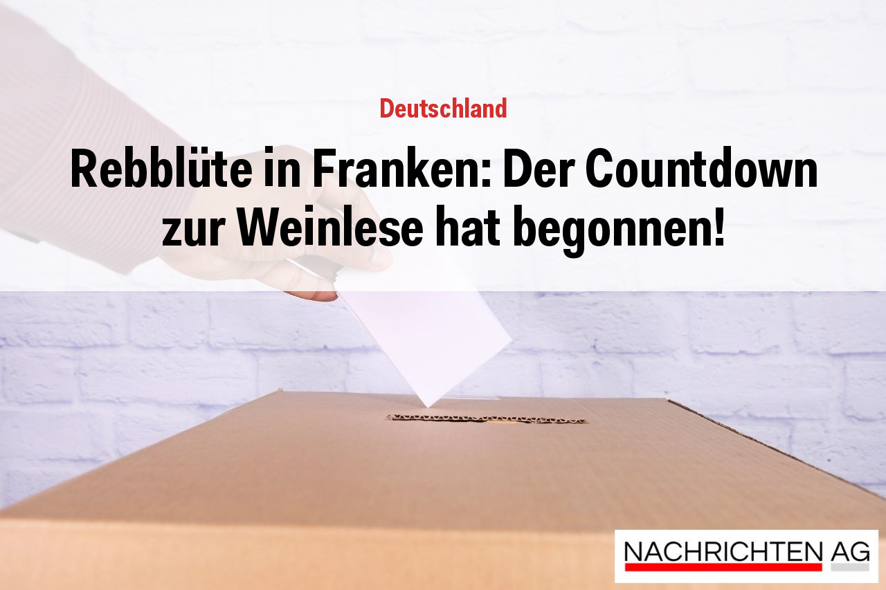 Rebblüte in Franken: Der Countdown zur Weinlese hat begonnen!