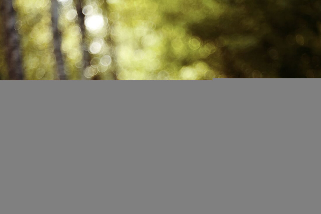 Die Ortsgemeinde plant 2026 den Bau eines Mehrgenerationenplatzes mit verschiedenen Freizeitangeboten in der Region Kusel.