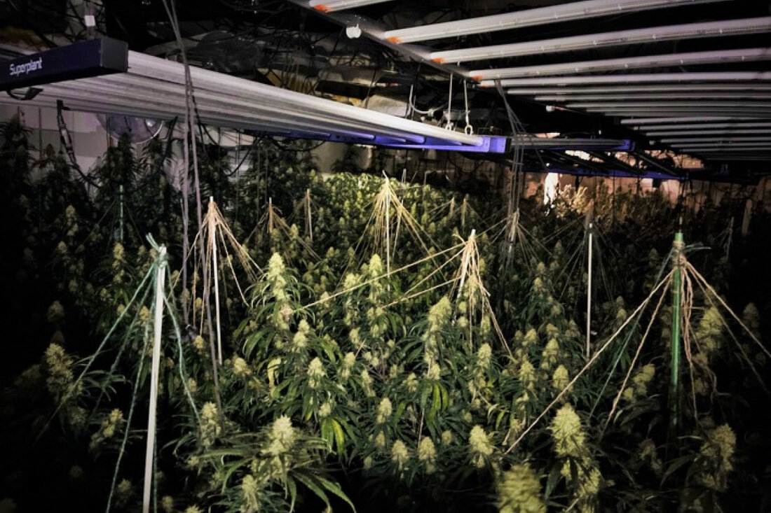 In Südlohn stellte die Polizei 600 Cannabispflanzen und eine Aufzuchtanlage sicher. Ein Verdächtiger wurde festgenommen, ein anderer floh.