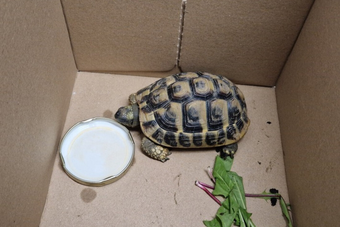 In Mendig fand ein Anwohner während der Gartenarbeit eine griechische Landschildkröte. Die Polizei sucht nach dem Eigentümer.