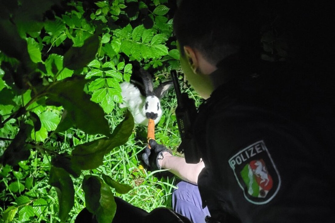 Zwei Frauen setzten ein Kaninchen in Wickede aus. Die Polizei fand es schnell und sorgt nun für eine bessere Unterbringung.