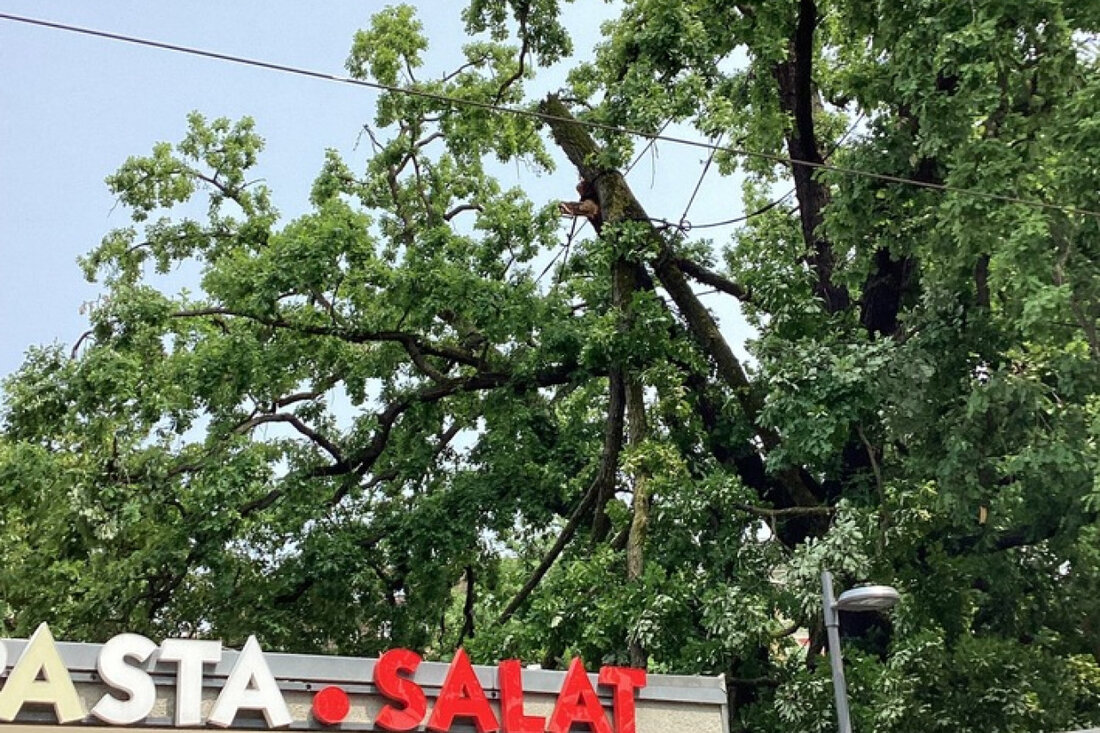 Am Pfingstwochenende alarmierte ein Sturmtief die Feuerwehr Dresden zu 12 Einsätzen. Umgestürzte Bäume und medizinische Notfälle erforderten schnelle Reaktionen.